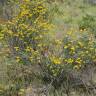 Fotografia 10 da espécie Coronilla juncea do Jardim Botânico UTAD