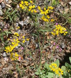 Fotografia da espécie Coronilla juncea