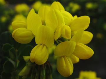 Fotografia da espécie Coronilla glauca