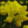 Fotografia 6 da espécie Coronilla glauca do Jardim Botânico UTAD