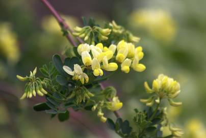 Fotografia da espécie Coronilla glauca