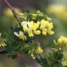 Fotografia 7 da espécie Coronilla glauca do Jardim Botânico UTAD