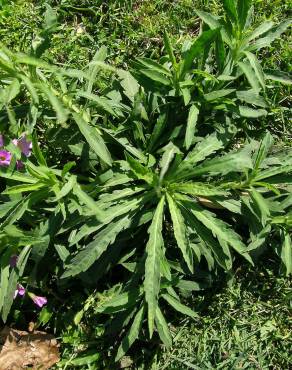 Fotografia 10 da espécie Erigeron sumatrensis no Jardim Botânico UTAD