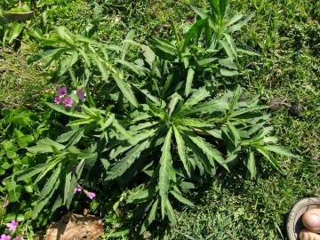 Fotografia da espécie Erigeron sumatrensis