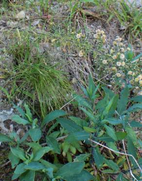 Fotografia 11 da espécie Erigeron sumatrensis no Jardim Botânico UTAD