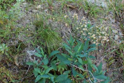 Fotografia da espécie Erigeron sumatrensis