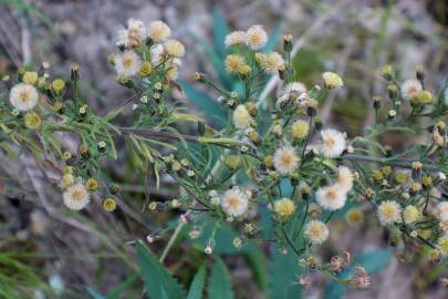 Fotografia da espécie Erigeron sumatrensis