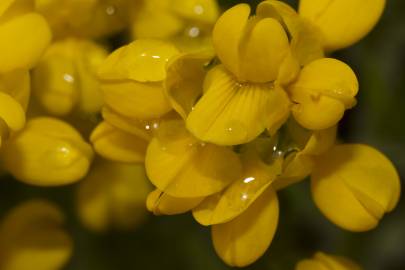 Fotografia da espécie Coronilla glauca