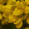 Fotografia 9 da espécie Coronilla glauca do Jardim Botânico UTAD