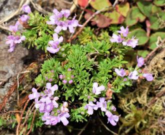 Fotografia da espécie Thymus caespititius