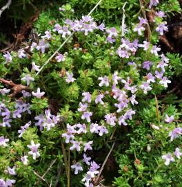 Fotografia da espécie Thymus caespititius