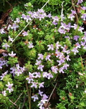 Fotografia 5 da espécie Thymus caespititius no Jardim Botânico UTAD