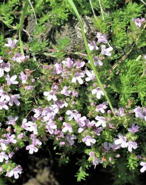 Fotografia 6 da espécie Thymus caespititius no Jardim Botânico UTAD