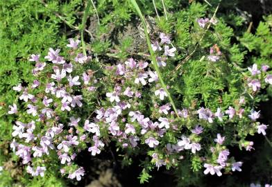 Fotografia da espécie Thymus caespititius