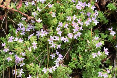 Fotografia da espécie Thymus caespititius