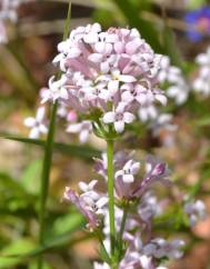 Asperula hirsuta for. hirsuta