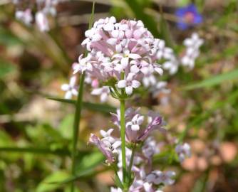 Fotografia da espécie Asperula hirsuta for. hirsuta