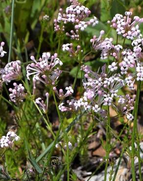 Fotografia 6 da espécie Asperula hirsuta for. hirsuta no Jardim Botânico UTAD