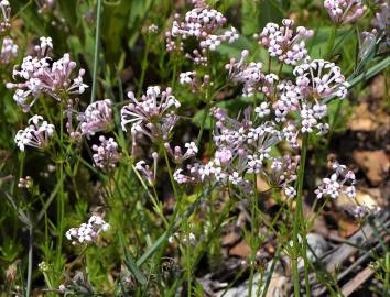 Fotografia da espécie Asperula hirsuta for. hirsuta