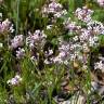 Fotografia 6 da espécie Asperula hirsuta for. hirsuta do Jardim Botânico UTAD