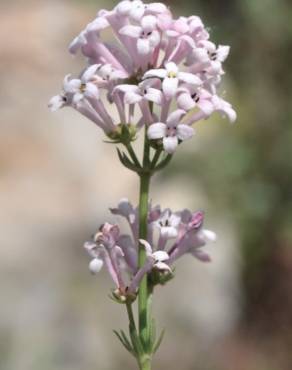 Fotografia 7 da espécie Asperula hirsuta for. hirsuta no Jardim Botânico UTAD