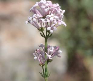 Fotografia da espécie Asperula hirsuta for. hirsuta