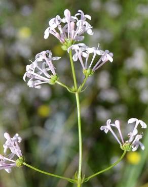 Fotografia 8 da espécie Asperula hirsuta for. hirsuta no Jardim Botânico UTAD