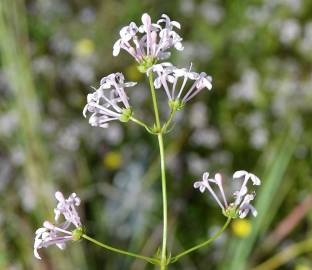 Fotografia da espécie Asperula hirsuta for. hirsuta