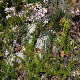 Fotografia da espécie Asperula hirsuta for. hirsuta