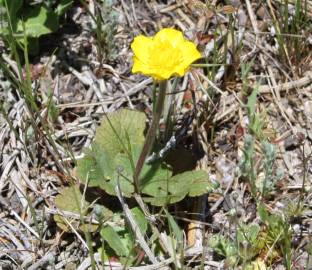 Fotografia da espécie Ranunculus nigrescens