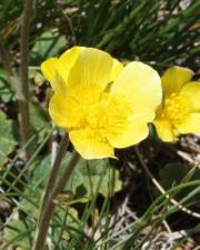 Fotografia da espécie Ranunculus nigrescens