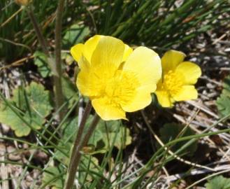 Fotografia da espécie Ranunculus nigrescens