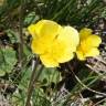 Fotografia 1 da espécie Ranunculus nigrescens do Jardim Botânico UTAD