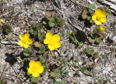 Fotografia da espécie Ranunculus nigrescens