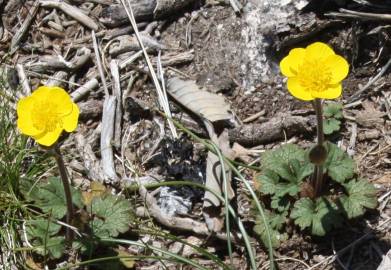 Fotografia da espécie Ranunculus nigrescens