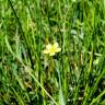 Fotografia 5 da espécie Ranunculus flammula do Jardim Botânico UTAD