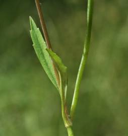 Fotografia da espécie Ranunculus flammula