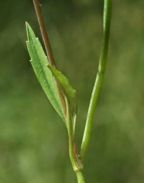 Fotografia 6 da espécie Ranunculus flammula no Jardim Botânico UTAD