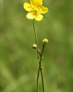 Fotografia 8 da espécie Ranunculus flammula no Jardim Botânico UTAD