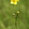 Fotografia 8 da espécie Ranunculus flammula do Jardim Botânico UTAD