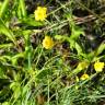 Fotografia 9 da espécie Ranunculus flammula do Jardim Botânico UTAD