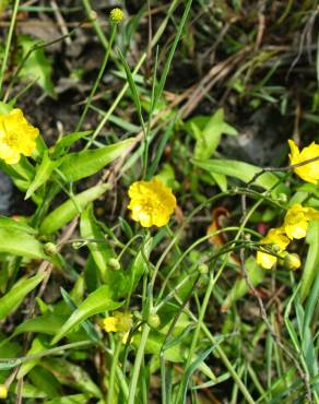 Fotografia 10 da espécie Ranunculus flammula no Jardim Botânico UTAD