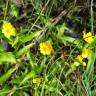 Fotografia 10 da espécie Ranunculus flammula do Jardim Botânico UTAD