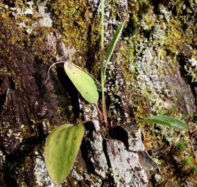 Fotografia da espécie Ranunculus bupleuroides