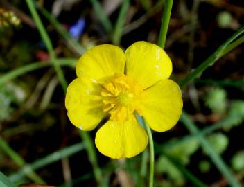 Fotografia da espécie Ranunculus bupleuroides