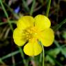 Fotografia 3 da espécie Ranunculus bupleuroides do Jardim Botânico UTAD