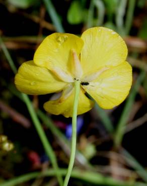 Fotografia 4 da espécie Ranunculus bupleuroides no Jardim Botânico UTAD