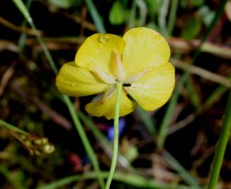 Fotografia da espécie Ranunculus bupleuroides