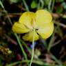 Fotografia 4 da espécie Ranunculus bupleuroides do Jardim Botânico UTAD