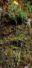 Fotografia da espécie Ranunculus bupleuroides